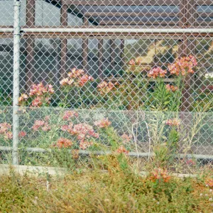 Alstroemeria ligter hyb