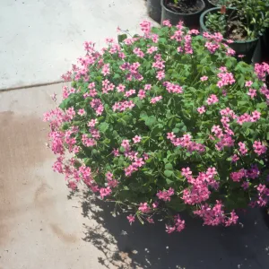 Oxalis rubra