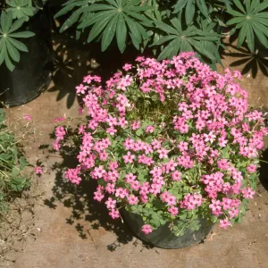 Oxalis rubra