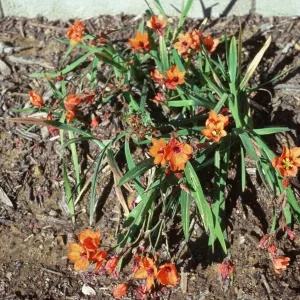 Streptanthera cuprea coccinea this slide color is too yl(?)