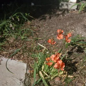 Tritonia seedling