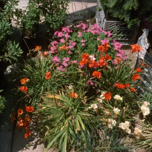 Tritonia sp & Oxalis rubra sdse
