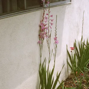 Watsonia pysasnidalta