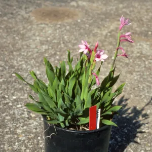 Watsonia W4 DWF