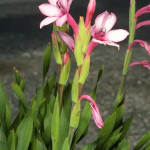 Watsonia W4 DWF
