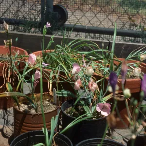 Calochortus splendens c.albus