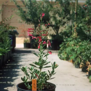 Penstemon newberryi 81-418