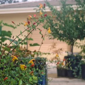Keckiella antirrhinoides x cordifolia K03