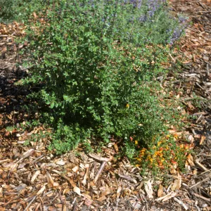 Keckiella antirrhinoides x cordifolia K03