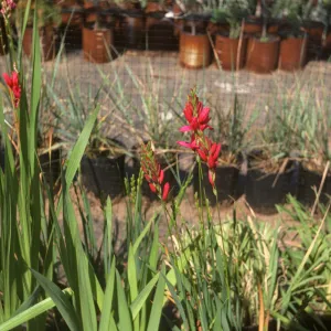 iris framisie (sp?)