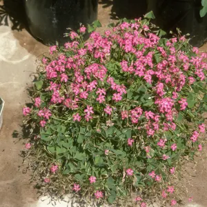 Oxalis rubra