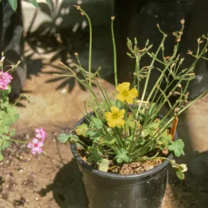 Oxalis pu - caps