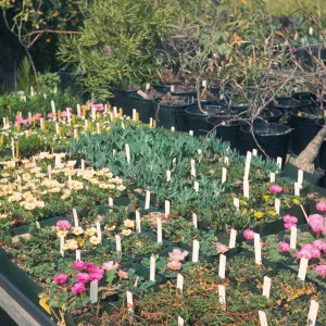 oxalis species
