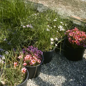 romulea UCIBG