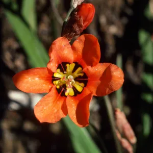 Streptanthera cuprea coccinea SBBG
