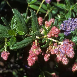 Ceanothus 'Wheeler Canyon' SBBG porter