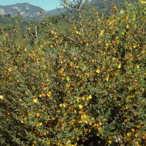 Fremontodendron californicum ssp. napense SBBG