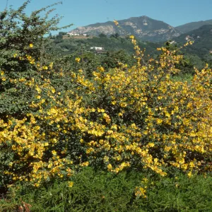 Fremontodendron californicum ssp. obispoense SBBG