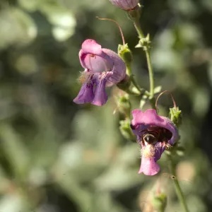 Penstemon heterophyllus scrophula E Ca,omp Cielo, SB Co, CA