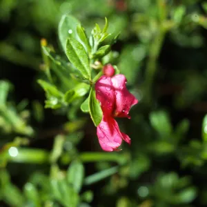 Pickeringia montana nr San Marcos Pass SB Co, CA