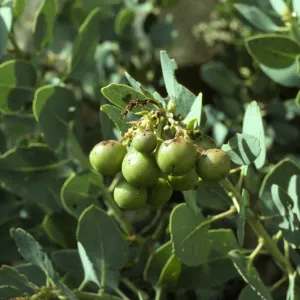 Arctostaphylos glauca, Gibralter Road