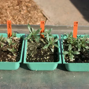 Soil mix test Bio Con 400 test
