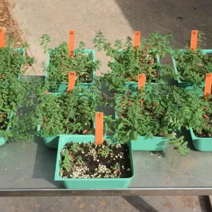 Soil mix test Bio Con 400 test