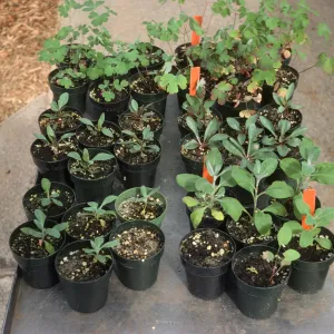 Soil mix test Bio Con 400 test