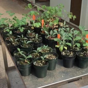 Soil mix test Bio Con 400 test
