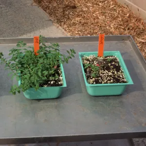 10A organic fert soil mix check chem. fert Bio Con 400 test