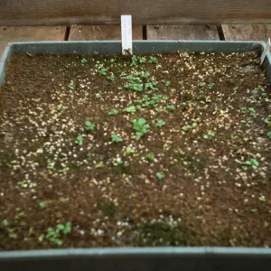 Petunia 'Fire Chief' exotic fungicide 8yr old seed Bio Con 400 test