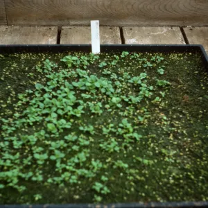 Petunia Fire Chief' maxicsop 8yr old seed Bio Con 400 test