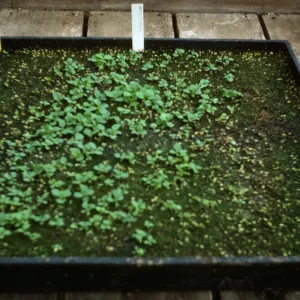 Petunia Fire Chief' maxicsop 8yr old seed Bio Con 400 test