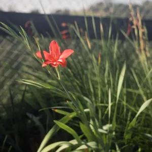 Gladiolus breeding trials