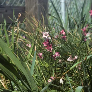 Gladiolus breeding trials Gladiolus tristis