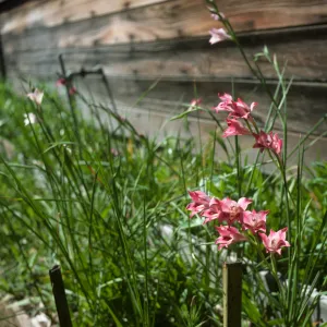 Gladiolus breeding trials Gladiolus tristis