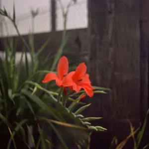 Gladiolus breeding trials