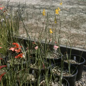 Gladiolus breeding trials