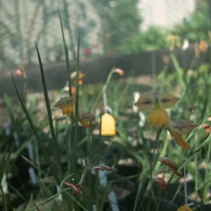 Gladiolus hybrids