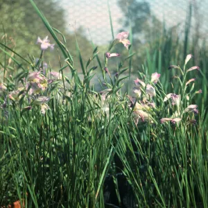 Gladiolus hybrids, Gladiolus tristis