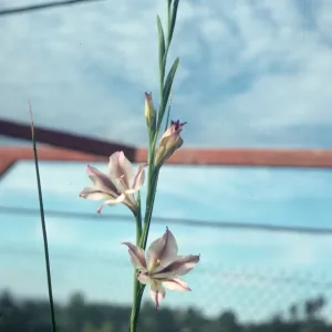 Gladiolus hybrids, Gladiolus tristis