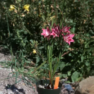 Gladiolus hybrids, Gladiolus tristis