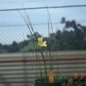 Gladiolus hybrids