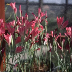 Gladiolus hybrids