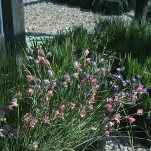 Gladiolus hybrids