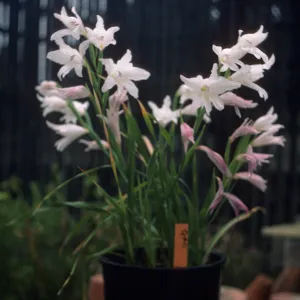 Gladiolus hybrids
