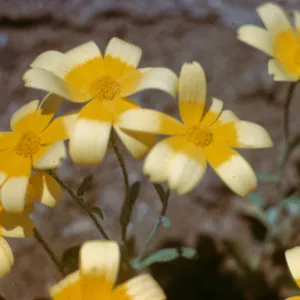 Eriophyllum ambiguum, Redrock Canyon, Kern County