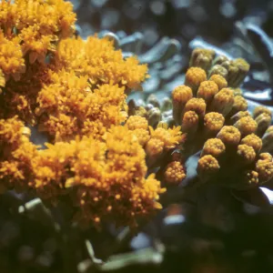 Eriophyllum nevinii, SBBG