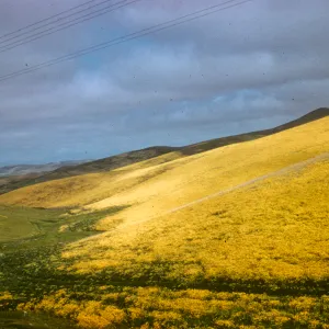 Monolopia lanceolata, west of Lost Hills, Kern County