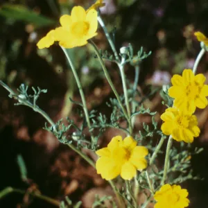 Pseudobahia peirsonii, ca. 1 mile north of Tulare, Kern County